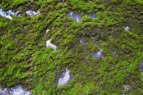绿树,肯尼迪,岩石,苔藓,绿色,植物,自然,光合作用 绿树,肯尼迪,岩石,苔藓,绿色,植物,自然,光合作用
