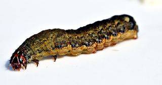 毛虫、昆虫、食叶动物、幼虫、动物主题、白色背景、动物、一只动物