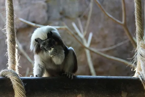 哥伦比亚，动物，野生动物，棉顶罗望子，titi cabeza blanca，获救动物，动物，营救