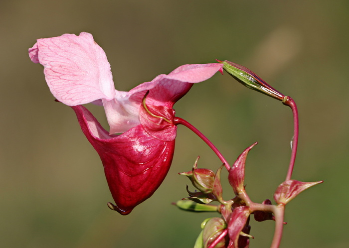 粉红色，花瓣花，浅，焦点照片，凤仙花，香脂，花，异乎寻常