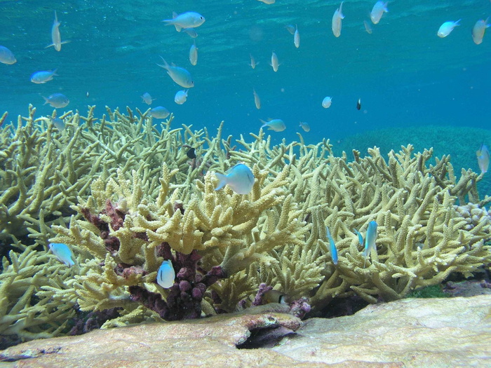 浅滩、灰色、鱼类、水下、摄影、风景、珊瑚、鹿角