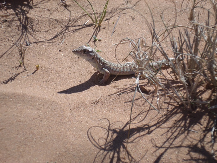 李, EIA, 嗯, 自然, 动物主题, 动物, 爬行动物, 阳光