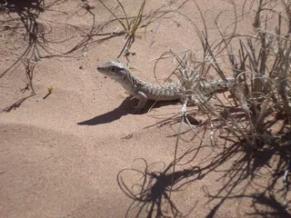 李, EIA, 嗯, 自然, 动物主题, 动物, 爬行动物, 阳光