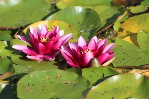 两朵睡莲，粉色，紫色，花朵，花朵，花园，宏观，自然