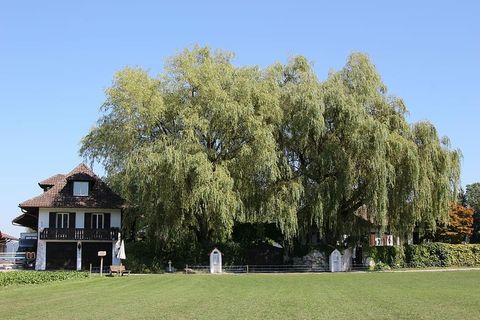 苏黎世州吕姆朗华丽的家，森林边缘的华丽的家，庄园，夏天