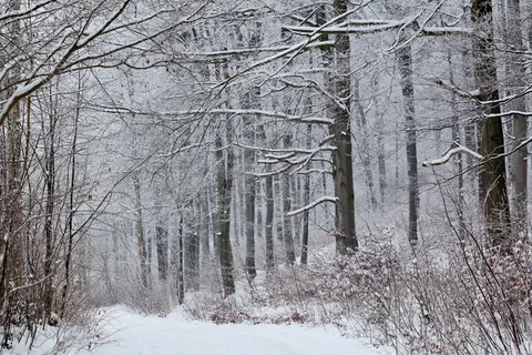 雪,森林,冬天,冬天,霜冻,树木,低温,植物 雪,森林,冬天,冬天,霜冻,树木,低温,植物