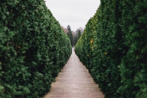 灰色、小路、绿色、植物、自然、景观、草、灌木