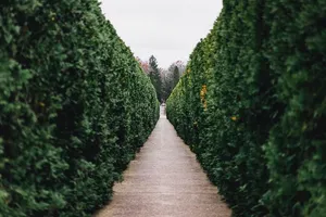 灰色、小路、绿色、植物、自然、景观、草、灌木