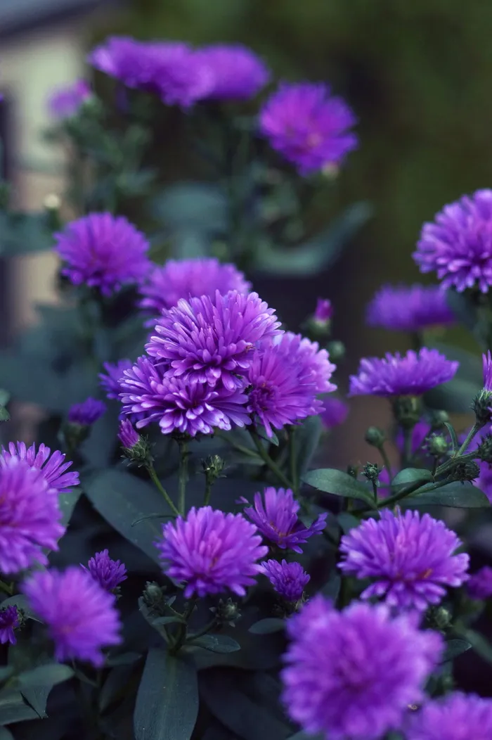紫菀，花，秋天，九月紫菀，紫菀植物，紫色，花园，开花植物