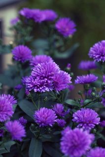 紫菀，花，秋天，九月紫菀，紫菀植物，紫色，花园，开花植物