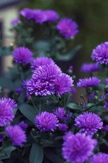 紫菀，花，秋天，九月紫菀，紫菀植物，紫色，花园，开花植物