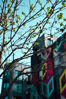 五彩楼附近新开的树