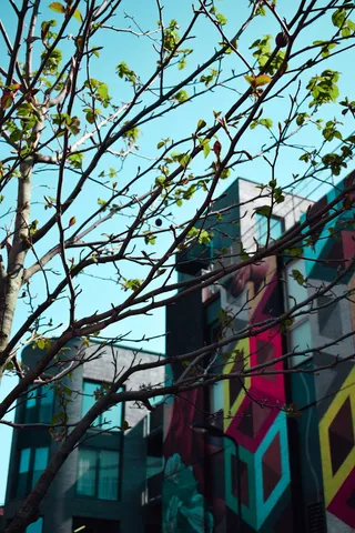 五彩楼附近新开的树