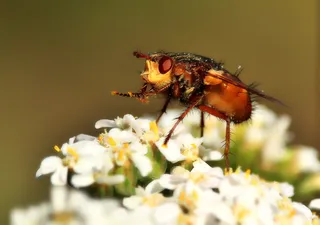 苍蝇，宏，昆虫，特写，飞虫，复眼，开花，开花