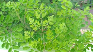 自然，树，叶子，绿色，自然之美，植物部分，叶子，绿色