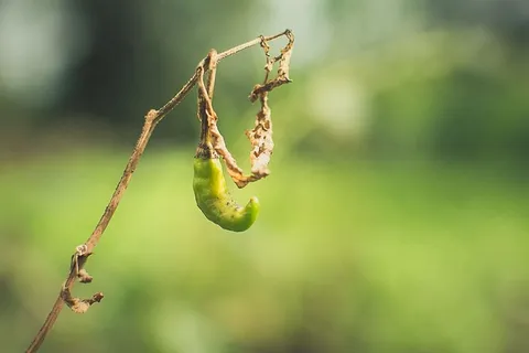 干辣椒 干辣椒