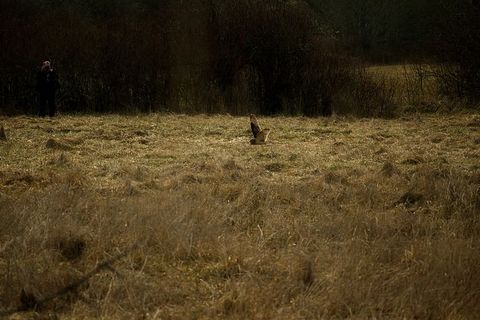 绿叶树附近绿草上的棕色动物