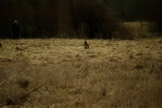 绿叶树附近绿草上的棕色动物