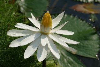 睡莲、越南、亚洲、热带、湖泊、池塘、罗森戈湖、自然