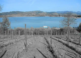 葡萄园、葡萄酒、湖泊、葡萄藤、景观、自然、斜坡、天空