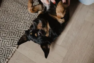 抚摸那只可爱的小狗