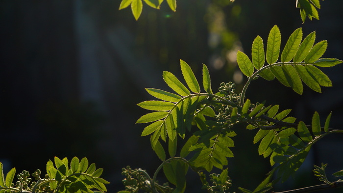 自然, 植物, 年轻, 传单, 春天, 光, 黑, 植物