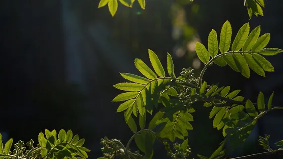 自然, 植物, 年轻, 传单, 春天, 光, 黑, 植物 自然, 植物, 年轻, 传单, 春天, 光, 黑, 植物