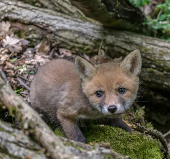 狐狸，自然，哺乳动物，野生世界，捕食者，动物，肖像，多毛