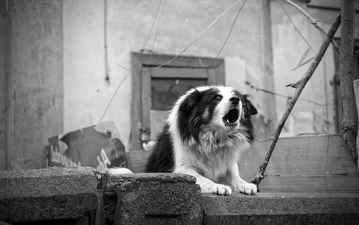 边境牧羊犬吠叫的单色照片