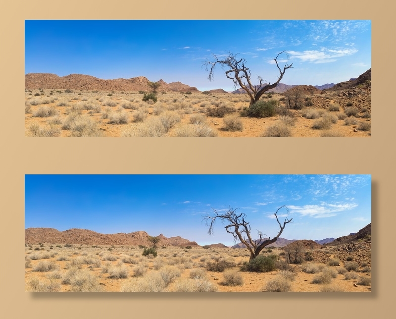 沙漠上的光秃秃的树