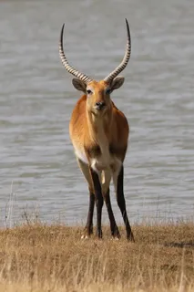 lechwee，lechwee，沼泽羚羊，非洲，羚羊，动物主题，一种动物，动物