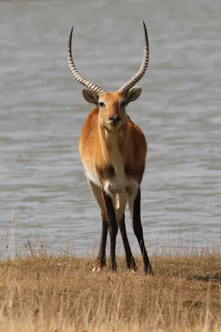 lechwee，lechwee，沼泽羚羊，非洲，羚羊，动物主题，一种动物，动物