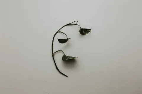白漆墙上有树枝的黑色叶子 白漆墙上有树枝的黑色叶子