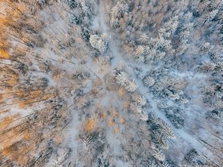 寒冷、雪、森林、图案、上方、鸟瞰、鸟瞰、日光