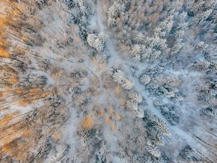 寒冷、雪、森林、图案、上方、鸟瞰、鸟瞰、日光 寒冷、雪、森林、图案、上方、鸟瞰、鸟瞰、日光