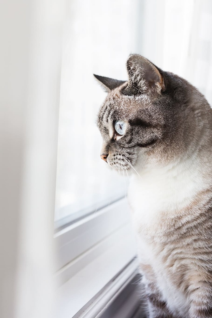 猫在欣赏风景照片