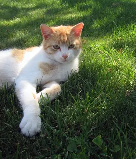猫,tomcat,lie,grass,rozkošné,和平,呼吸,家养 猫,tomcat,lie,grass,rozkošné,和平,呼吸,家养