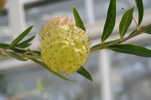 气球植物,天鹅植物,气球植物,花,花,树,非洲,植物 气球植物,天鹅植物,气球植物,花,花,树,非洲,植物