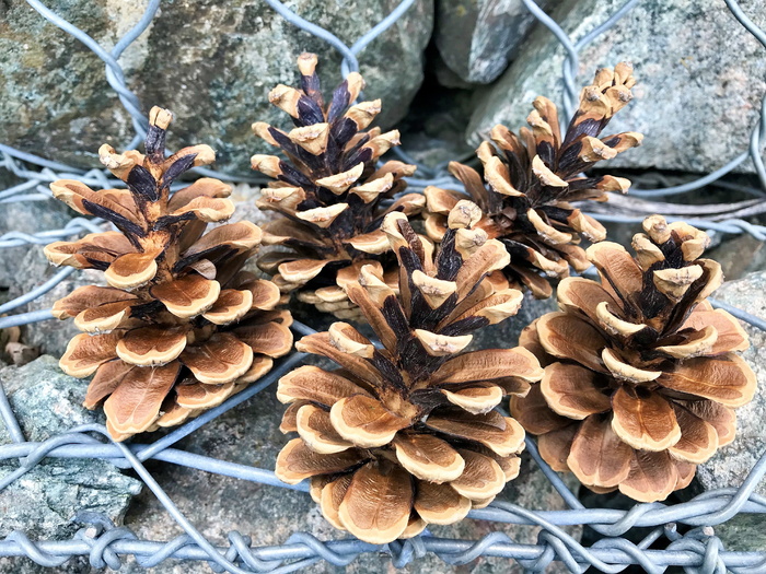 视锥细胞, 自然, 松, 松果, 石头, 常青树, 自然之美, 松果