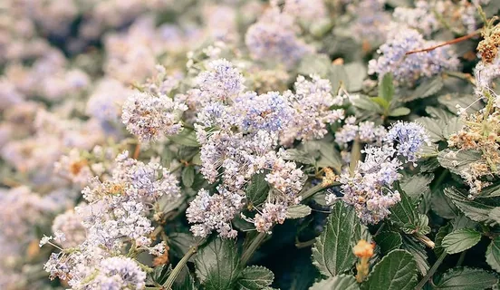 白花摄影 白花摄影