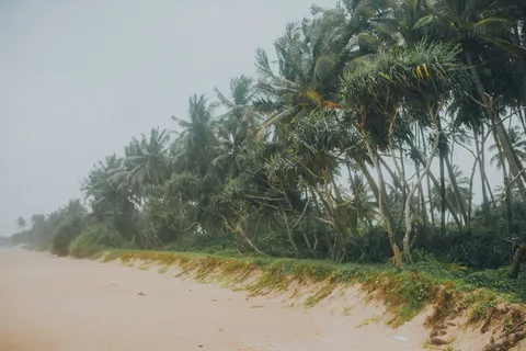 椰子树地块、夏季、户外、自然、植物、植被、土地、树木