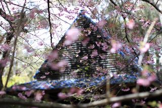 房子旁边的粉红色樱花