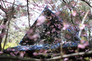 房子旁边的粉红色樱花