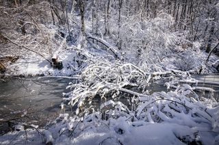 冬天，雪，自然，风景，冬天，树，寒冷，下雪
