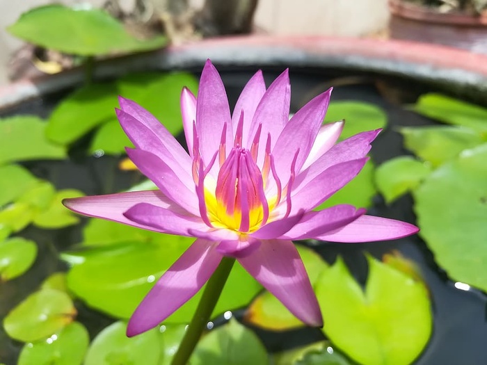 莲花盆，莲花，鲜花，睡莲垫，鲜花，开花植物，睡莲，脆弱