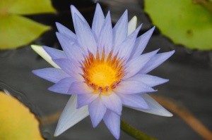 睡莲，紫色，池塘，紫色，水花，开花，开花，黄体