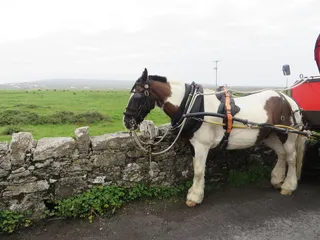 爱尔兰，阿兰群岛，马车，爱尔兰，伊尼什摩尔，邓恩格斯，石头，栅栏