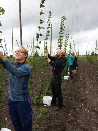 新鲜啤酒花，手工酿造，本地啤酒，酿造，啤酒，啤酒花，手工，生啤酒