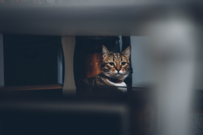 棕猫看镜头