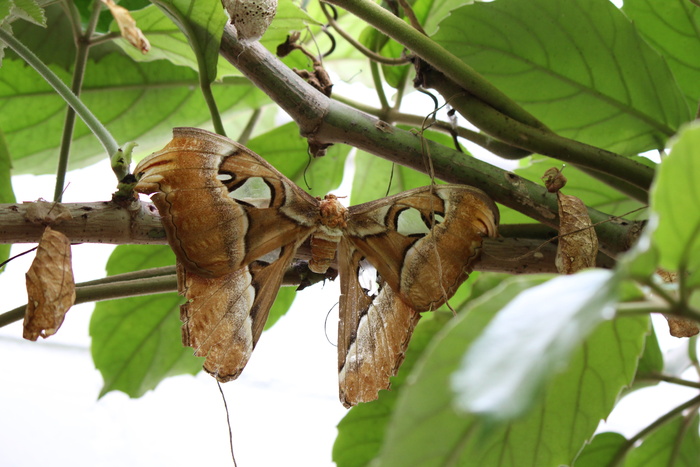 阿特拉斯蚕，attacus atlas，蝴蝶，棕色，阿特拉斯蛾，最大蝴蝶，奇异，最大翼面